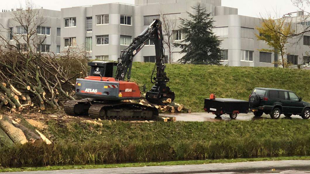 GroenLinks rouwt om kaalslag Geniedijk en vraagt opnieuw actie