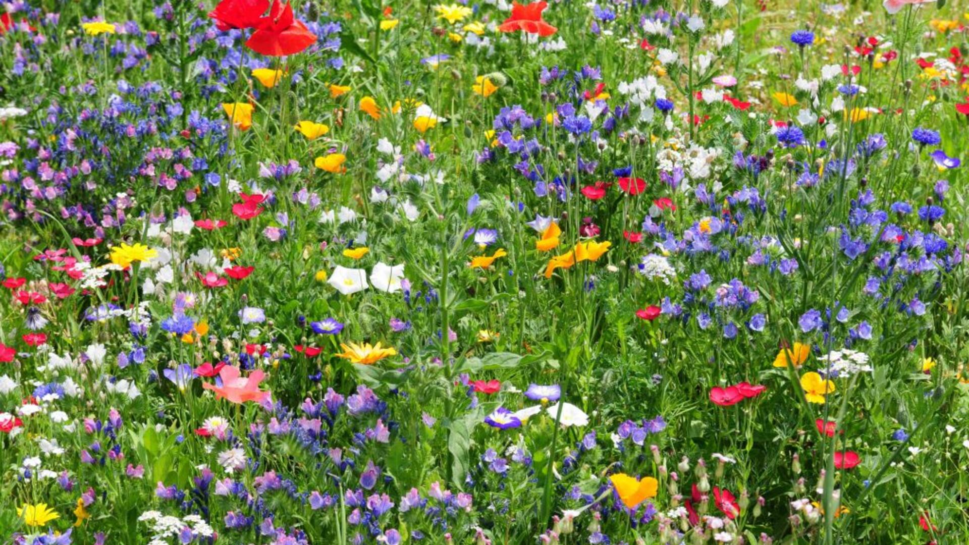 lente